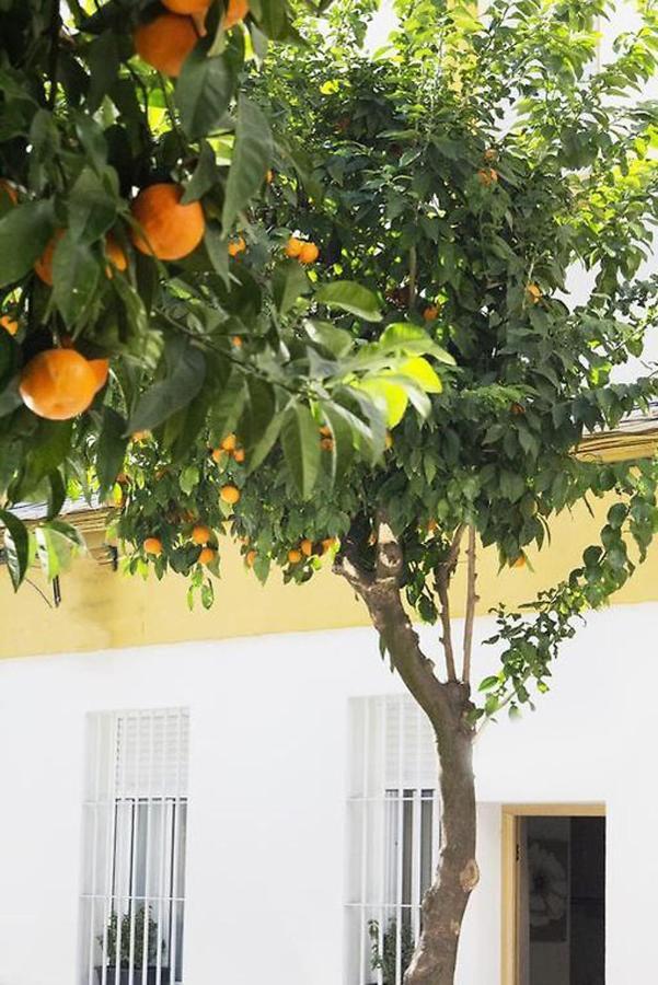 קורדובה Apartamento Costasol מראה חיצוני תמונה